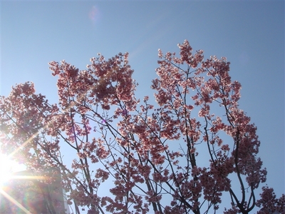 11_桜.jpg