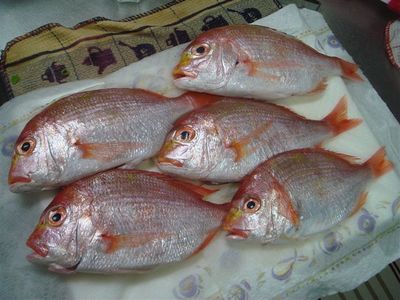 11_レンコ鯛、連子鯛、黄鯛.jpg